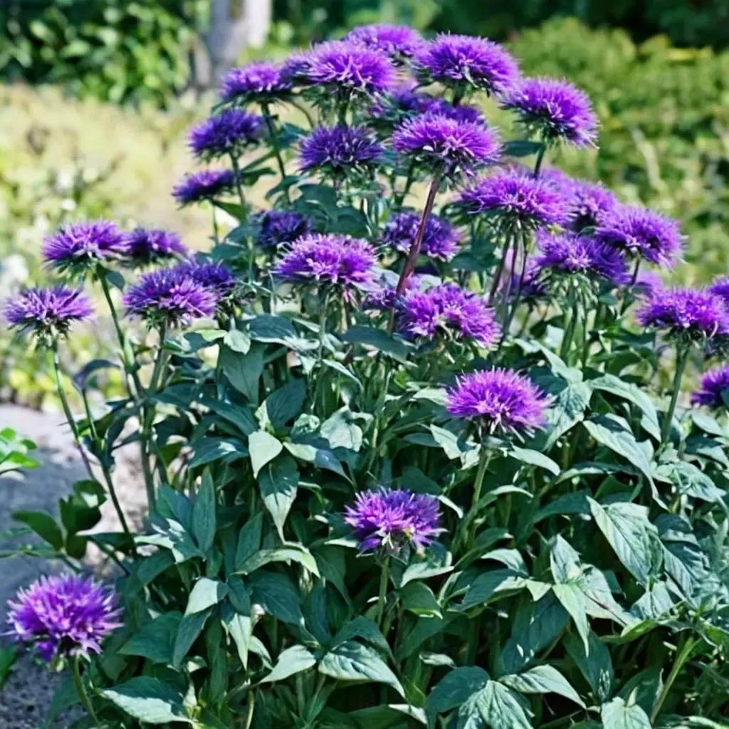 Blue Stocking Bee Balm