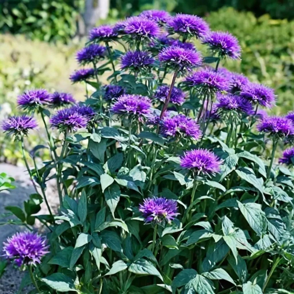 Monarda didyma 'Blue Stocking'