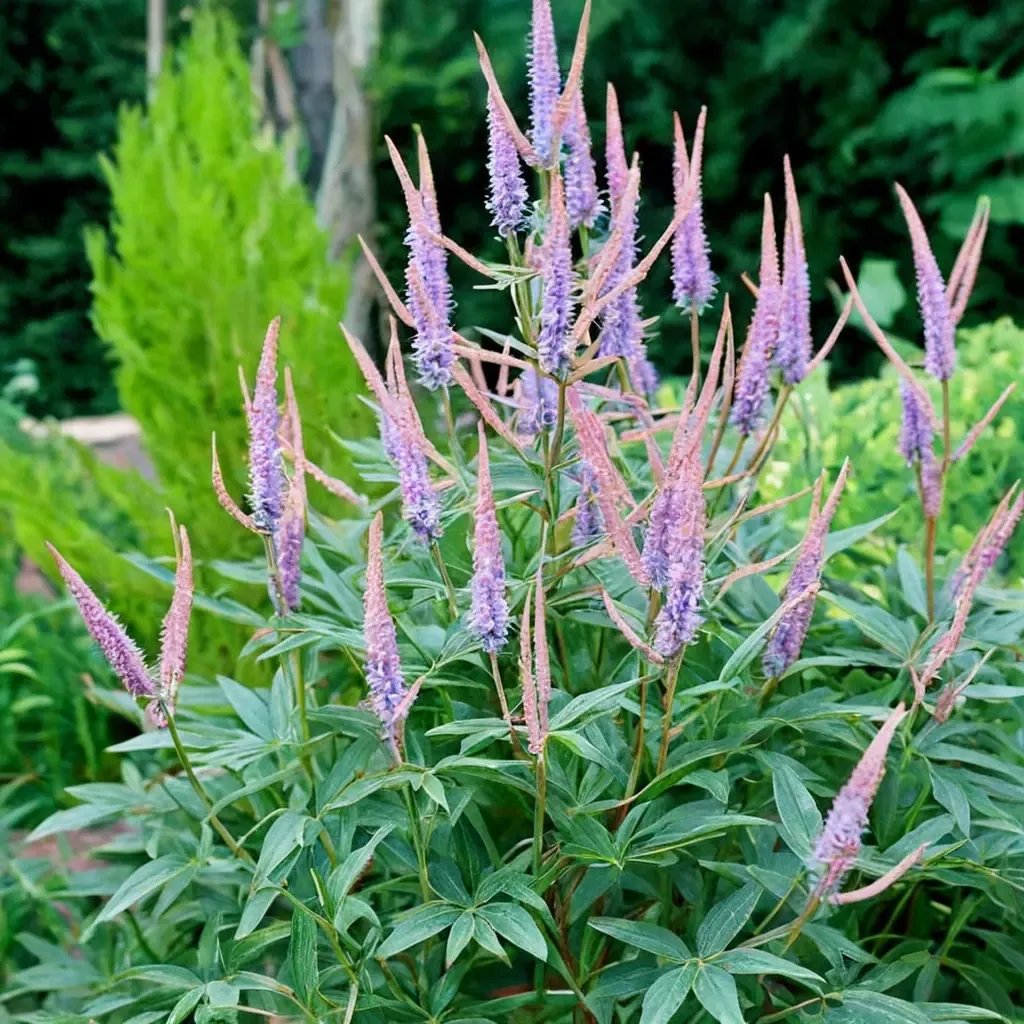 Veronicastrum virginicum 'Fascination'