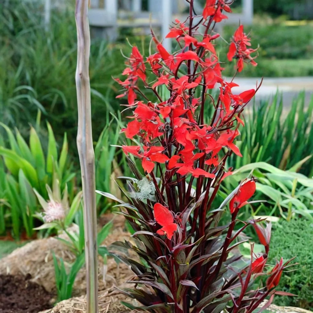 Lobelia splendens 'Queen Victoria'