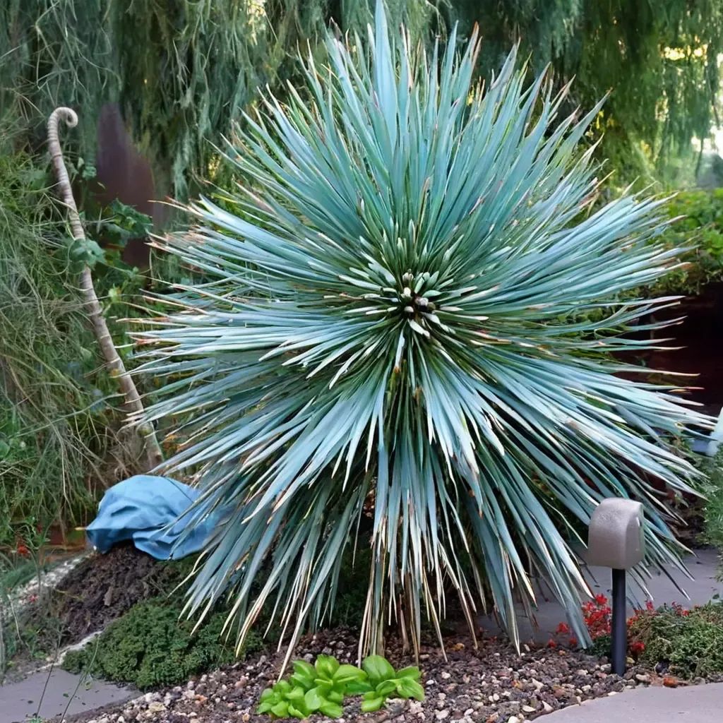 Yucca rostrata 'Sapphire Skies'