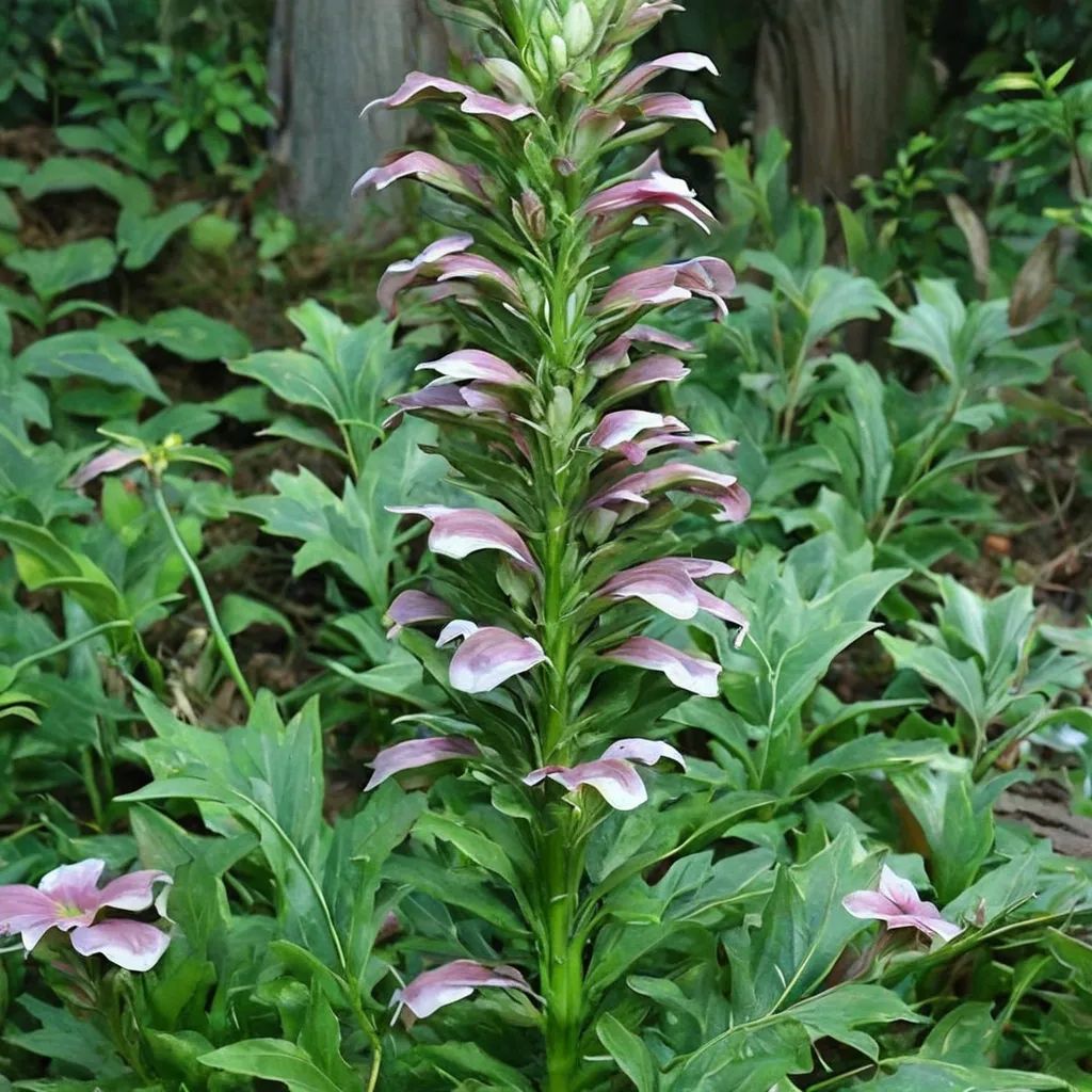 Acanthus balcanicus