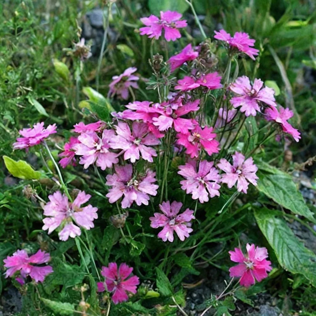 Verbena x hybrida 'Silver Anne'
