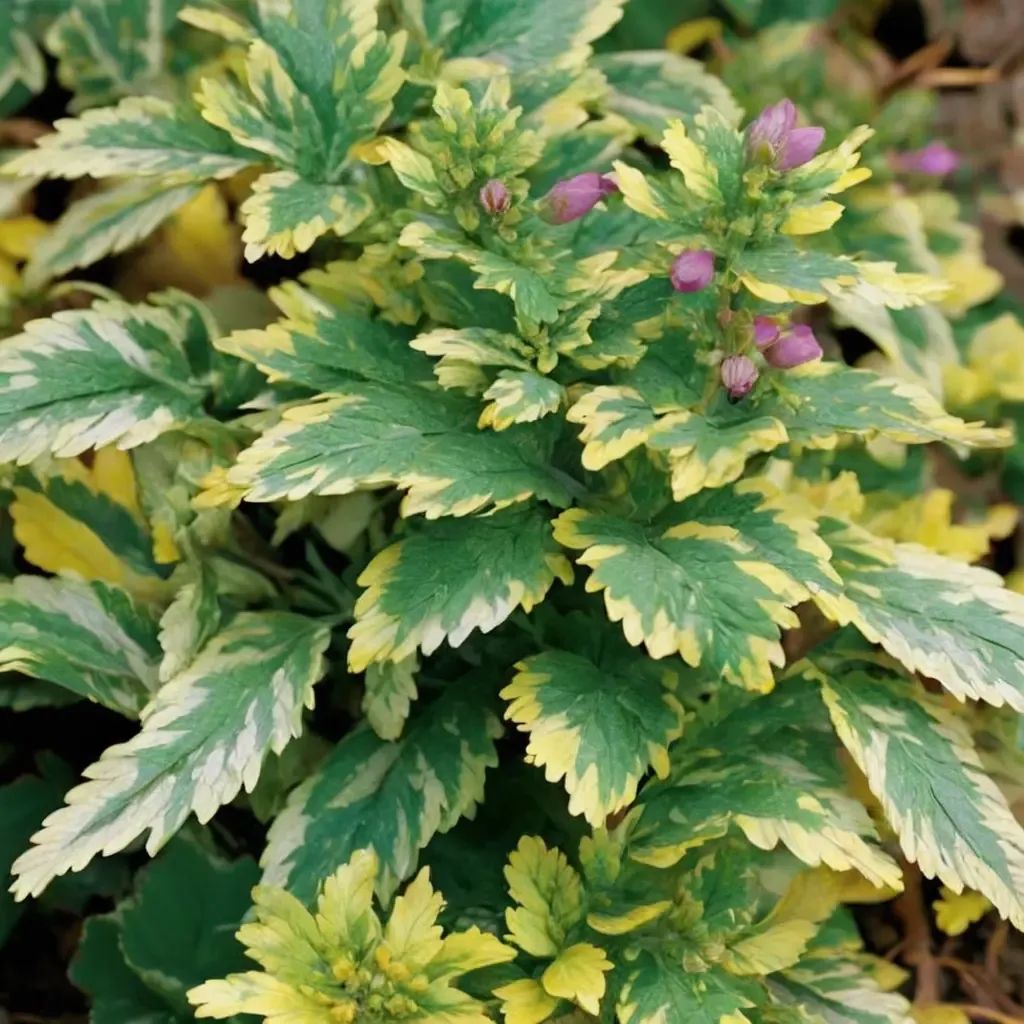 Lamium maculatum 'Anne Greenaway'
