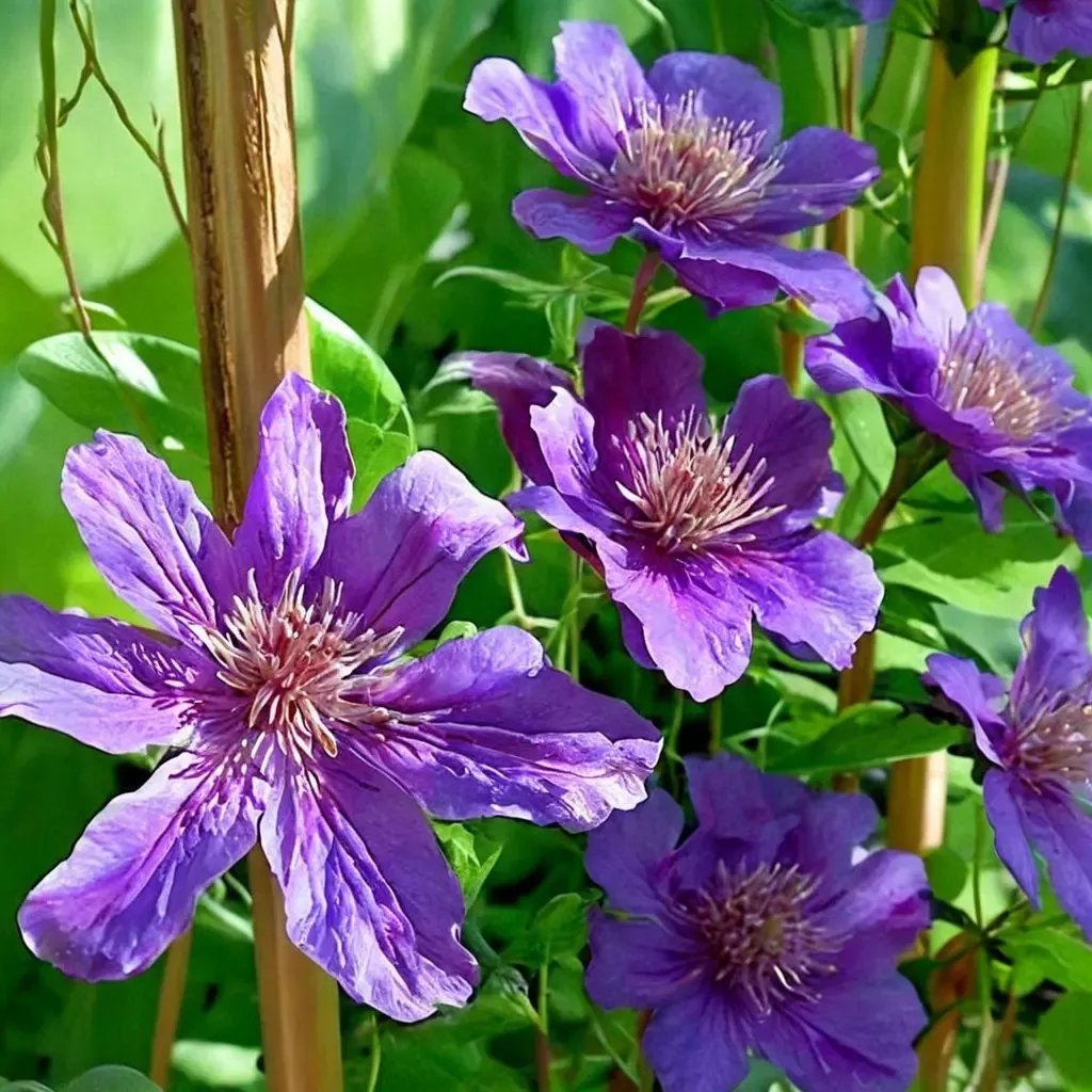Clematis viticella 'Ashva'