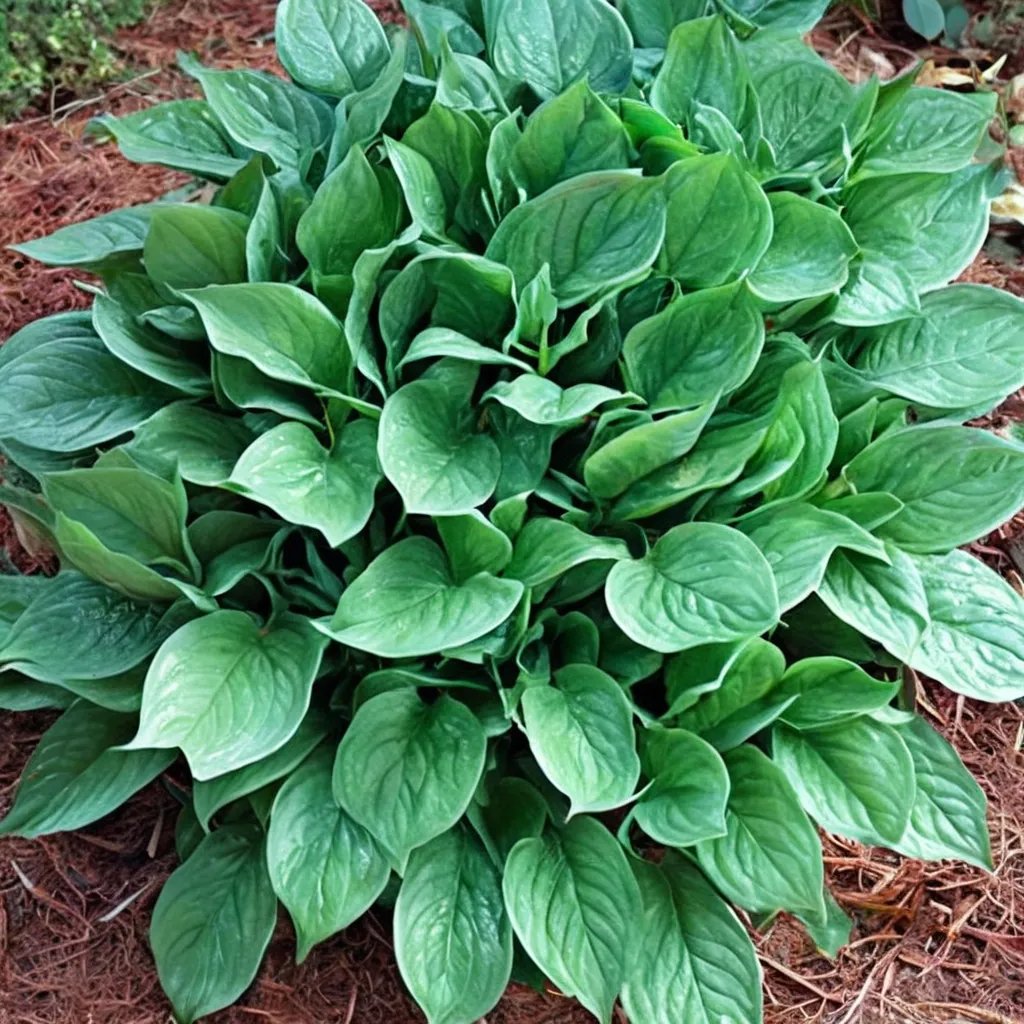 Hosta x hybrida 'Second Wind'