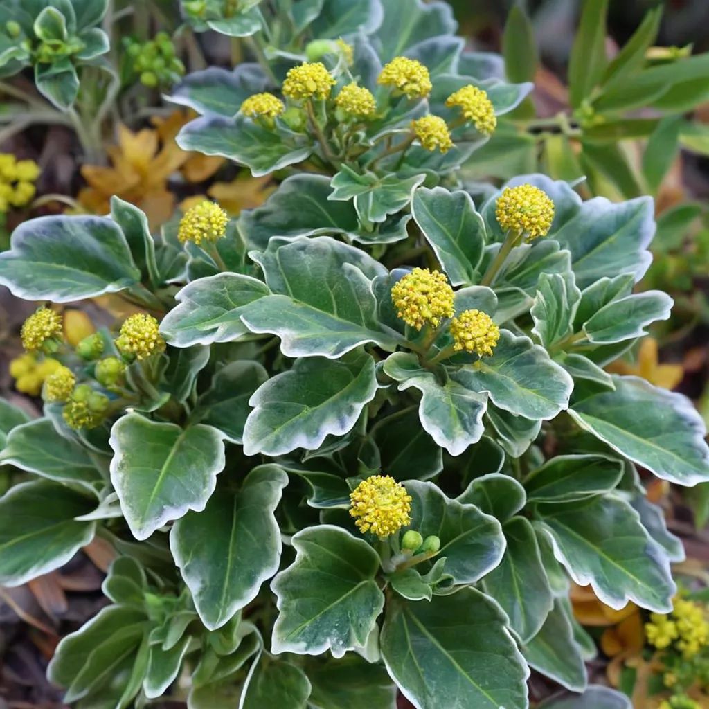 Ajania pacifica