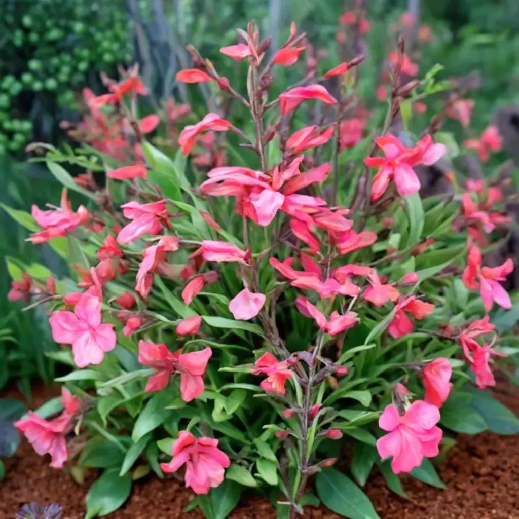 Salvia greggii 'Lipstick'