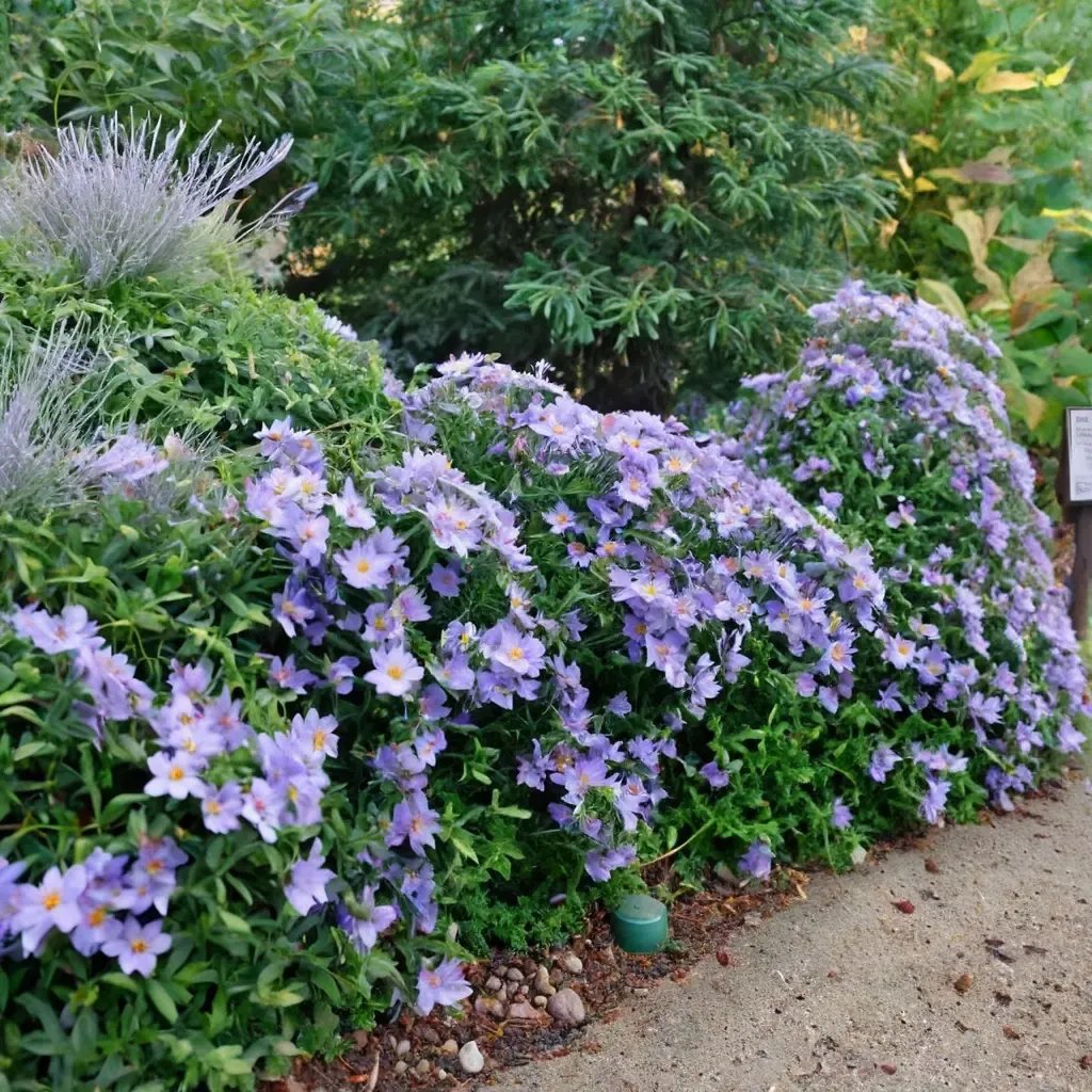 Aster x hybrida 'October Skies'