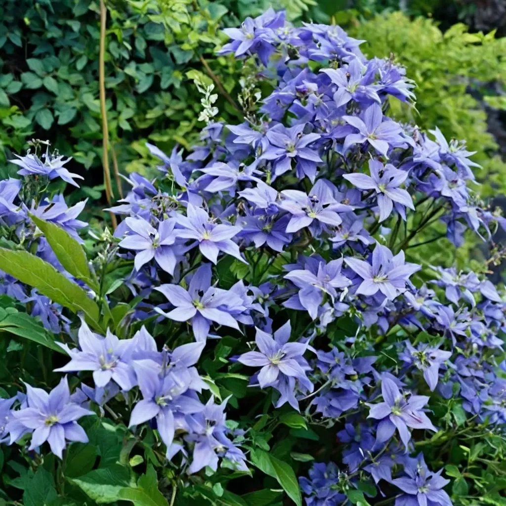 Campanula lactiflora 'Prichard's Variety'