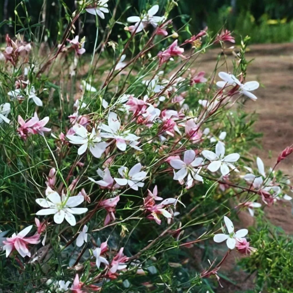 Gaura lindheimeri 'Dauphin'