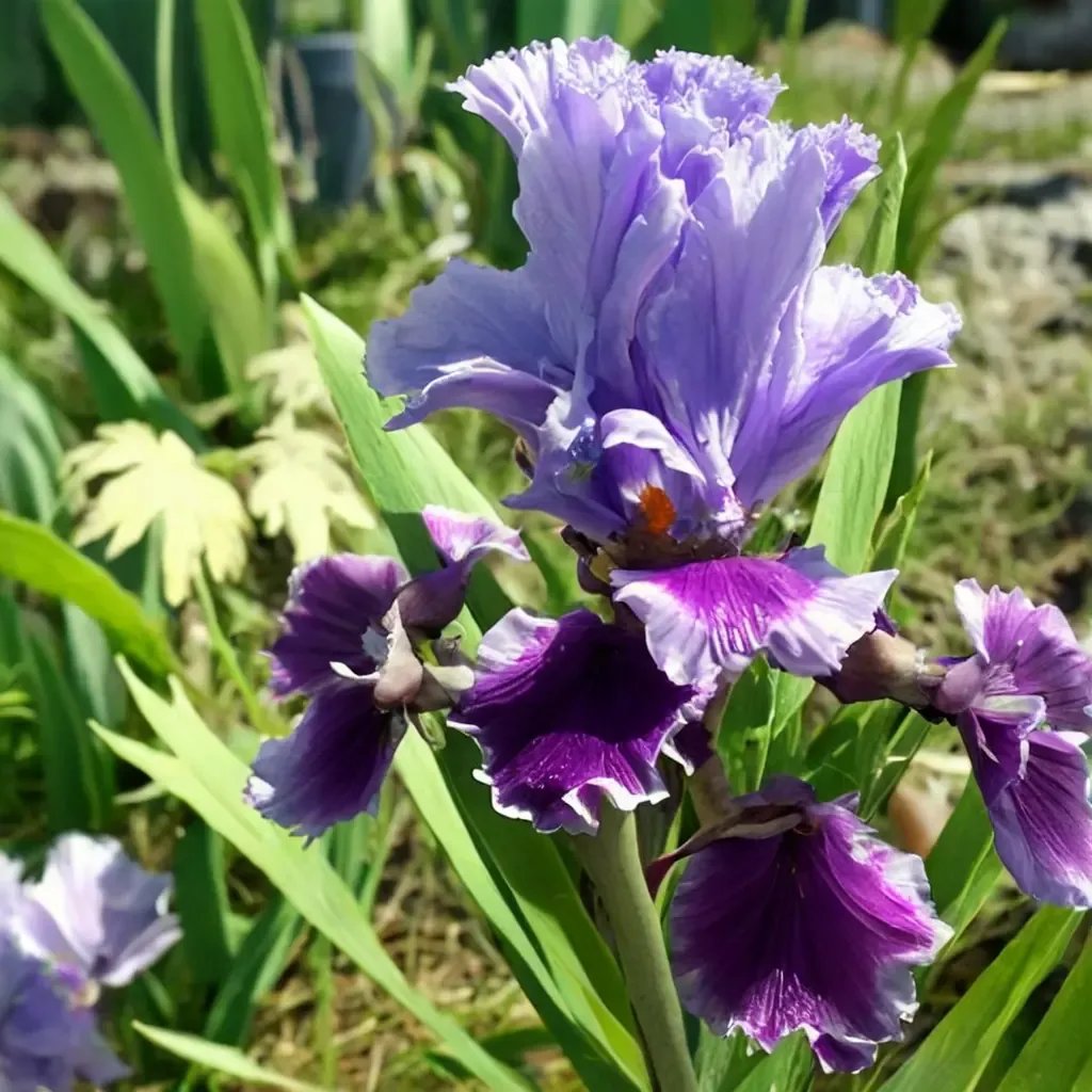 Iris x germanica 'Louisa'