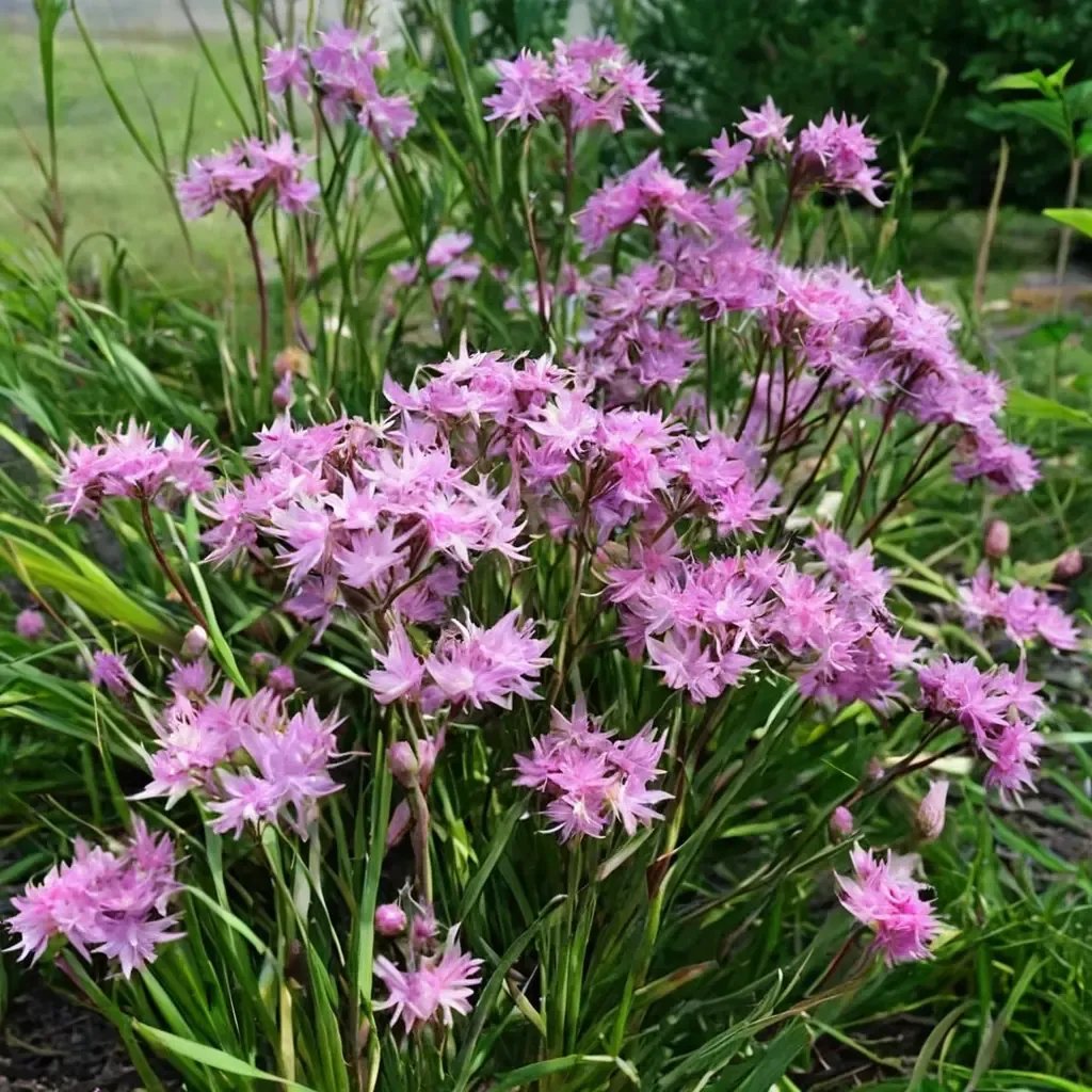 Lychnis flos-cuculi 'Petite Jenny'