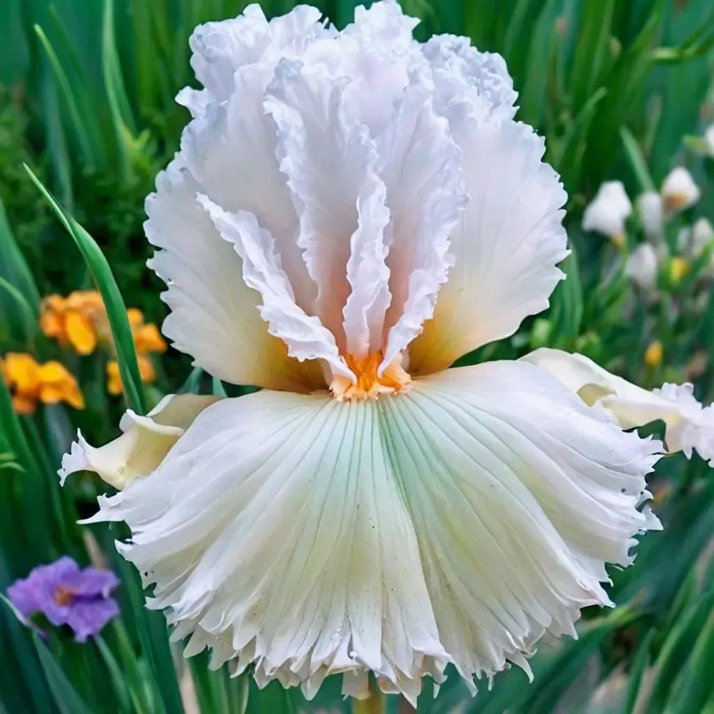 Iris x germanica 'Catch A Star'
