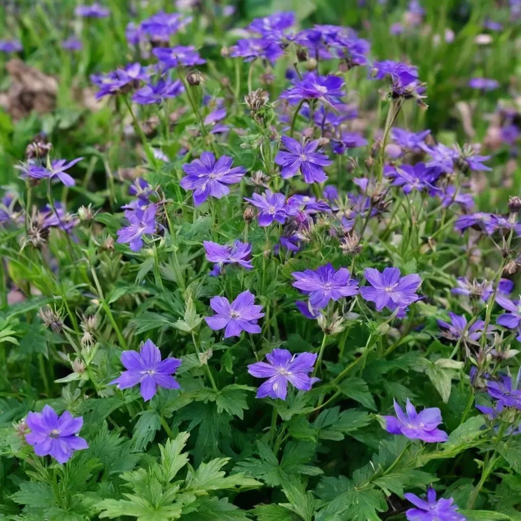 Geranium sylvaticum 'Mayflower'