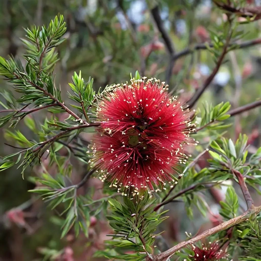 Kunzea baxteri 'Scarlet Kunzea'