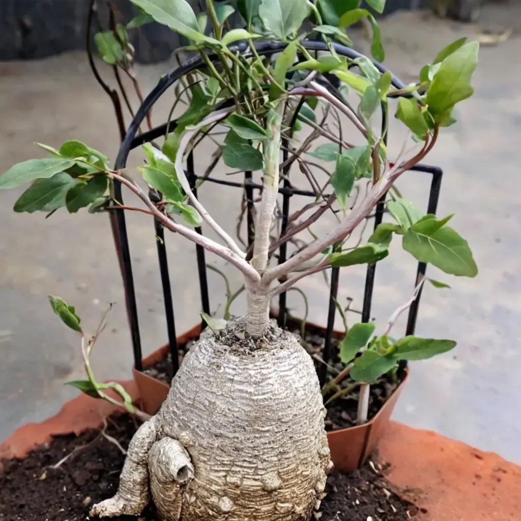 Fockea edulis