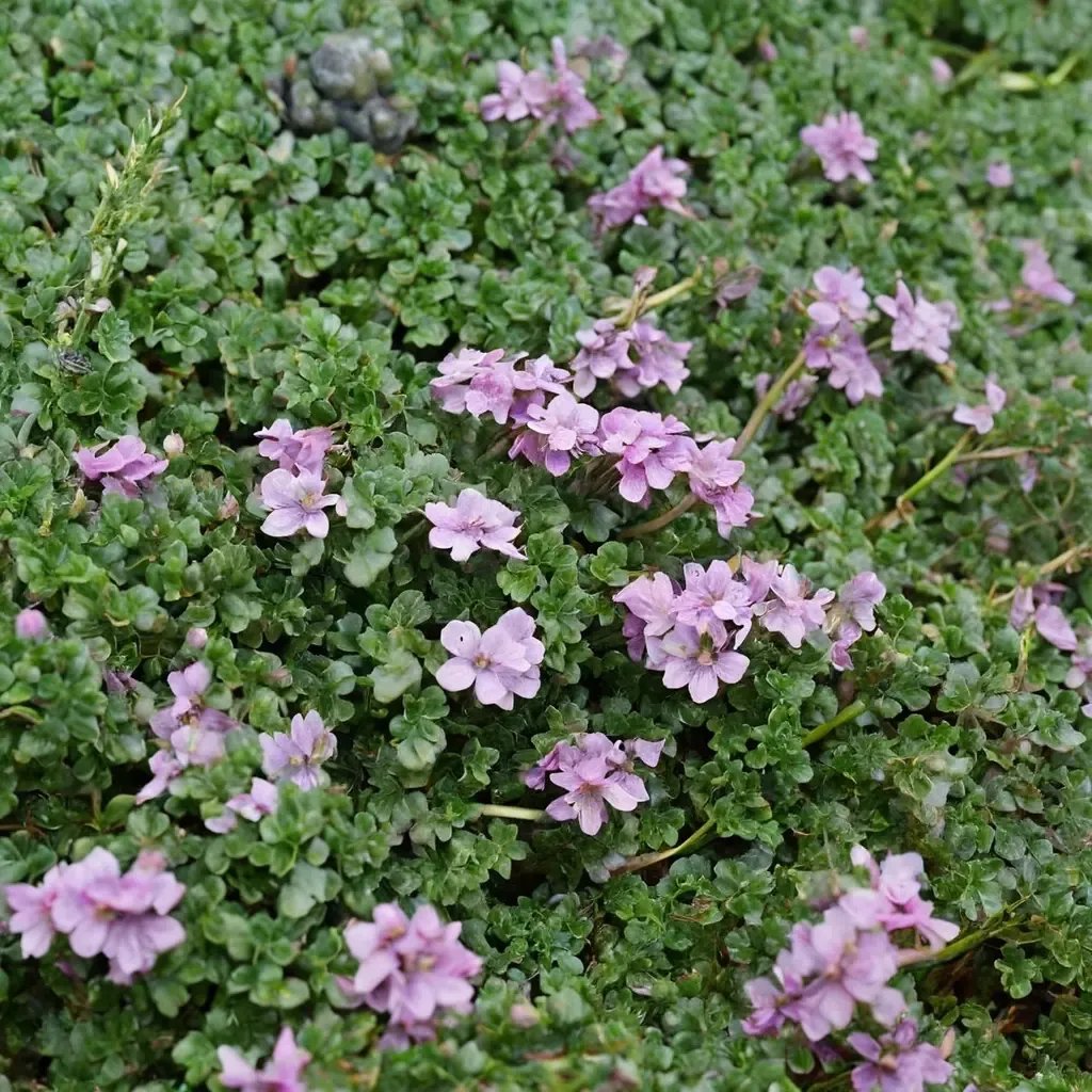 Thymus praecox 'Elfin Thyme'