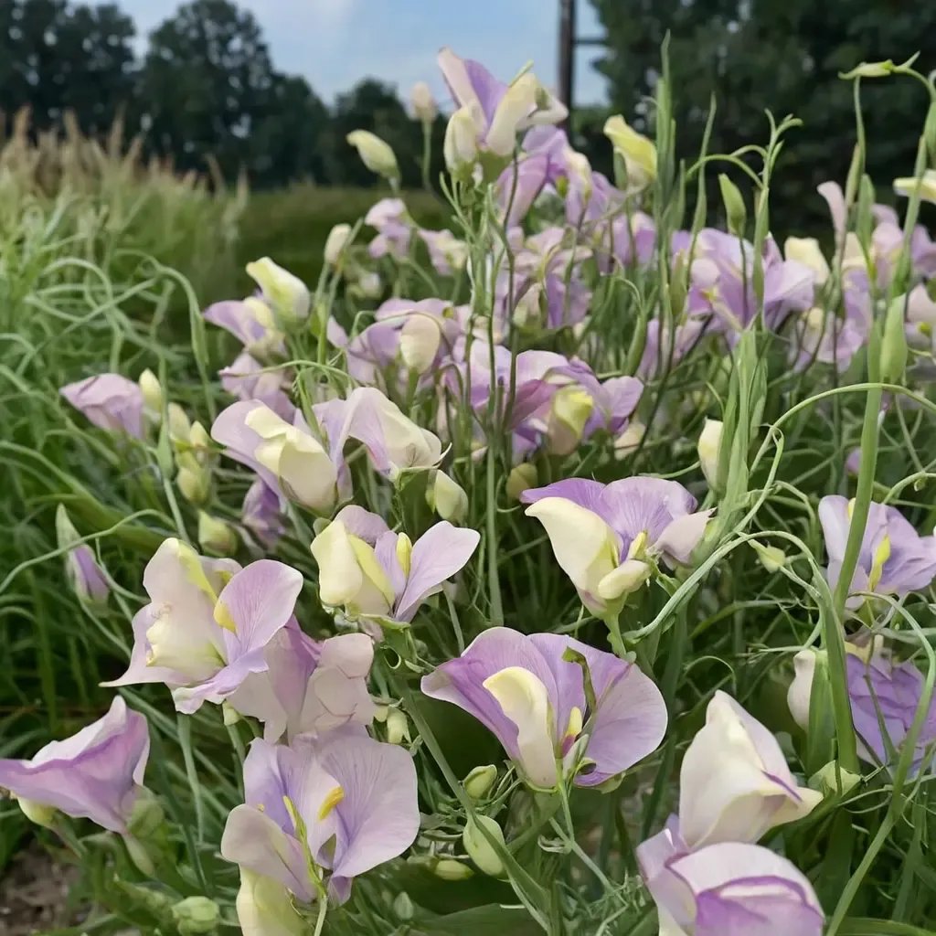 Lathyrus odoratus 'April in Paris'