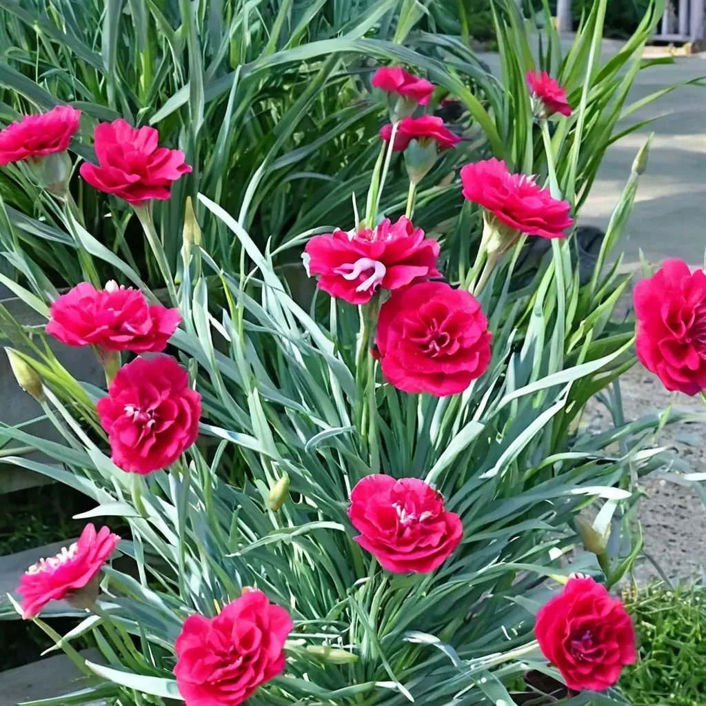 Dianthus caryophyllus 'Ruby's Tuesday'