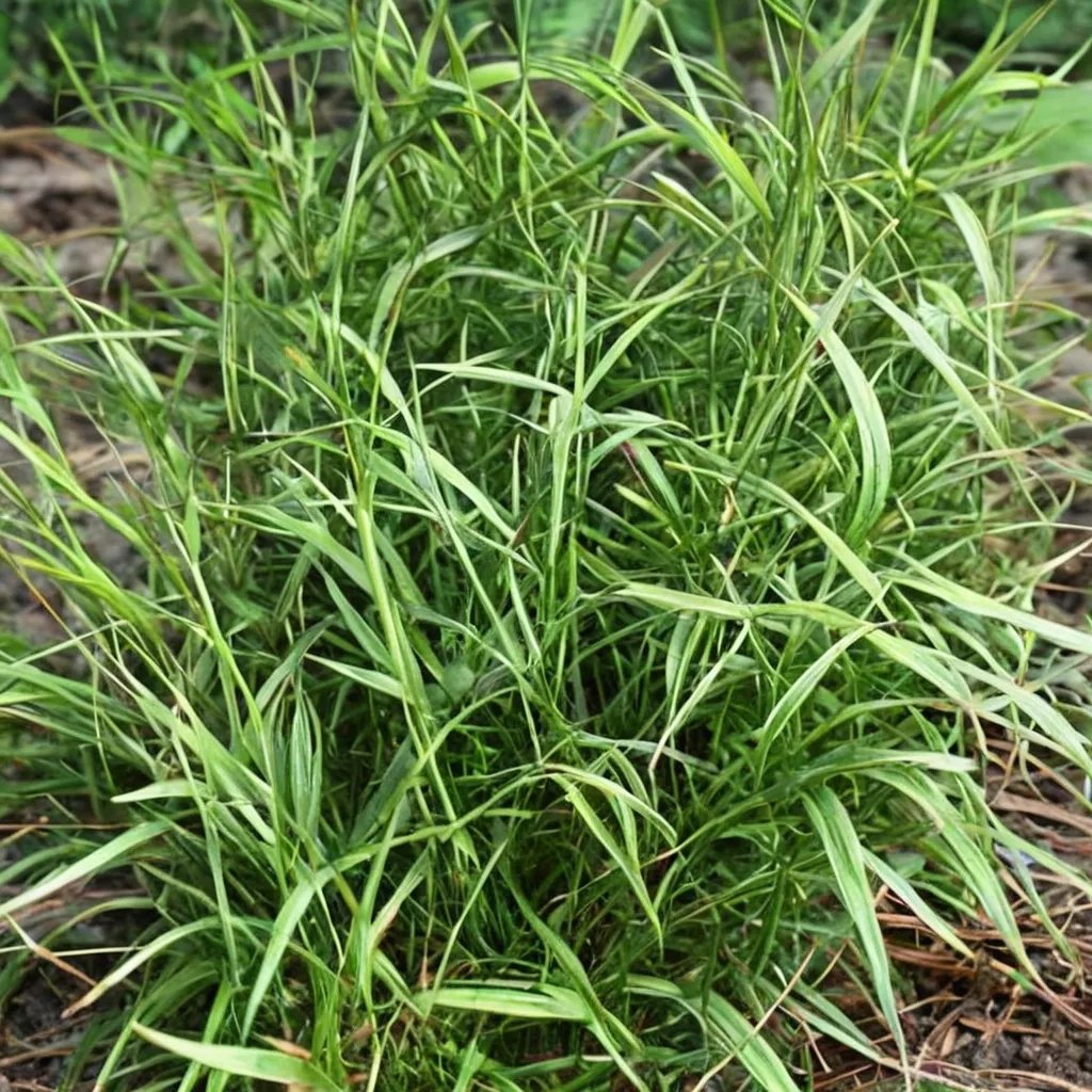 Carex muskingumensis 'Little Midge'