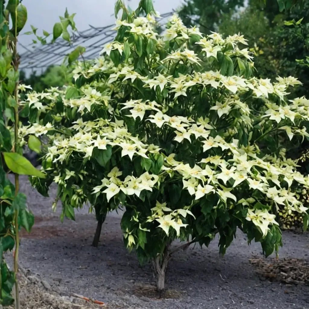 Cornus florida 'Greensleeves'