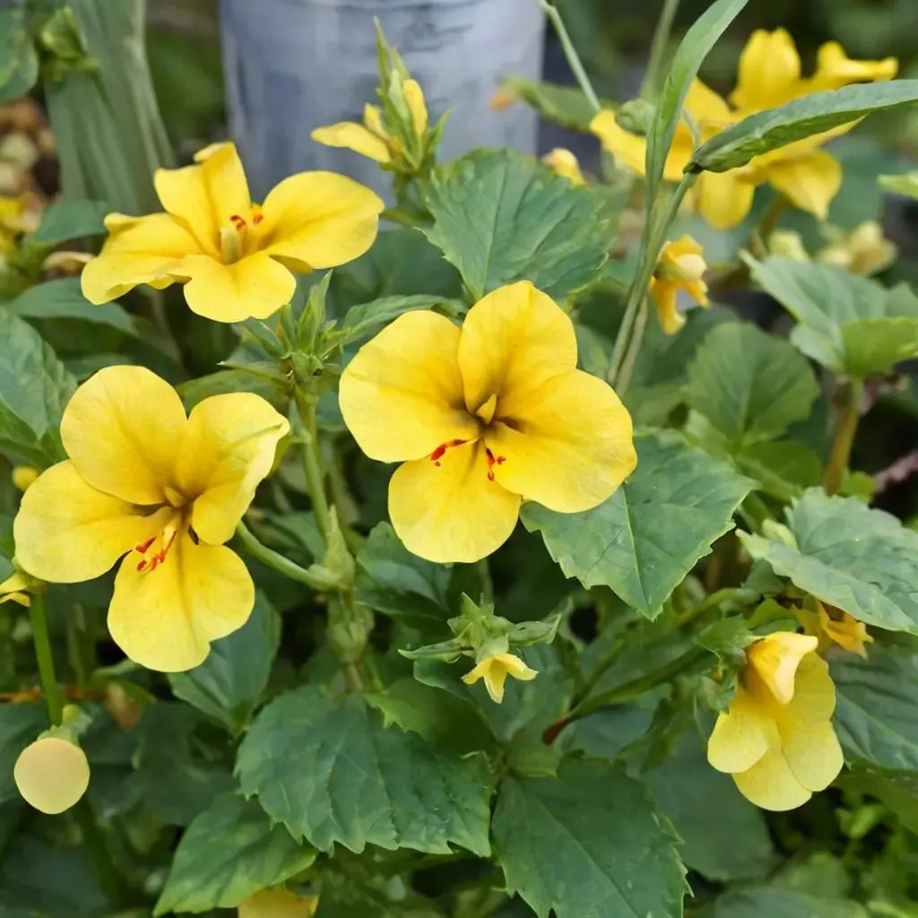 Mimulus guttatus 'Pamela'