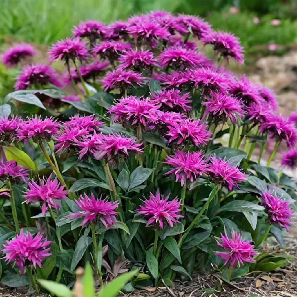 Monarda didyma 'Rockin' Raspberry'