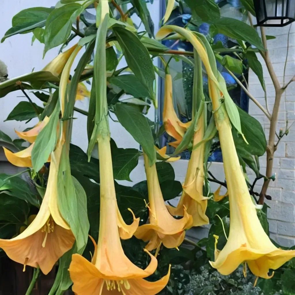 Brugmansia x candida 'Charles Grimaldi'