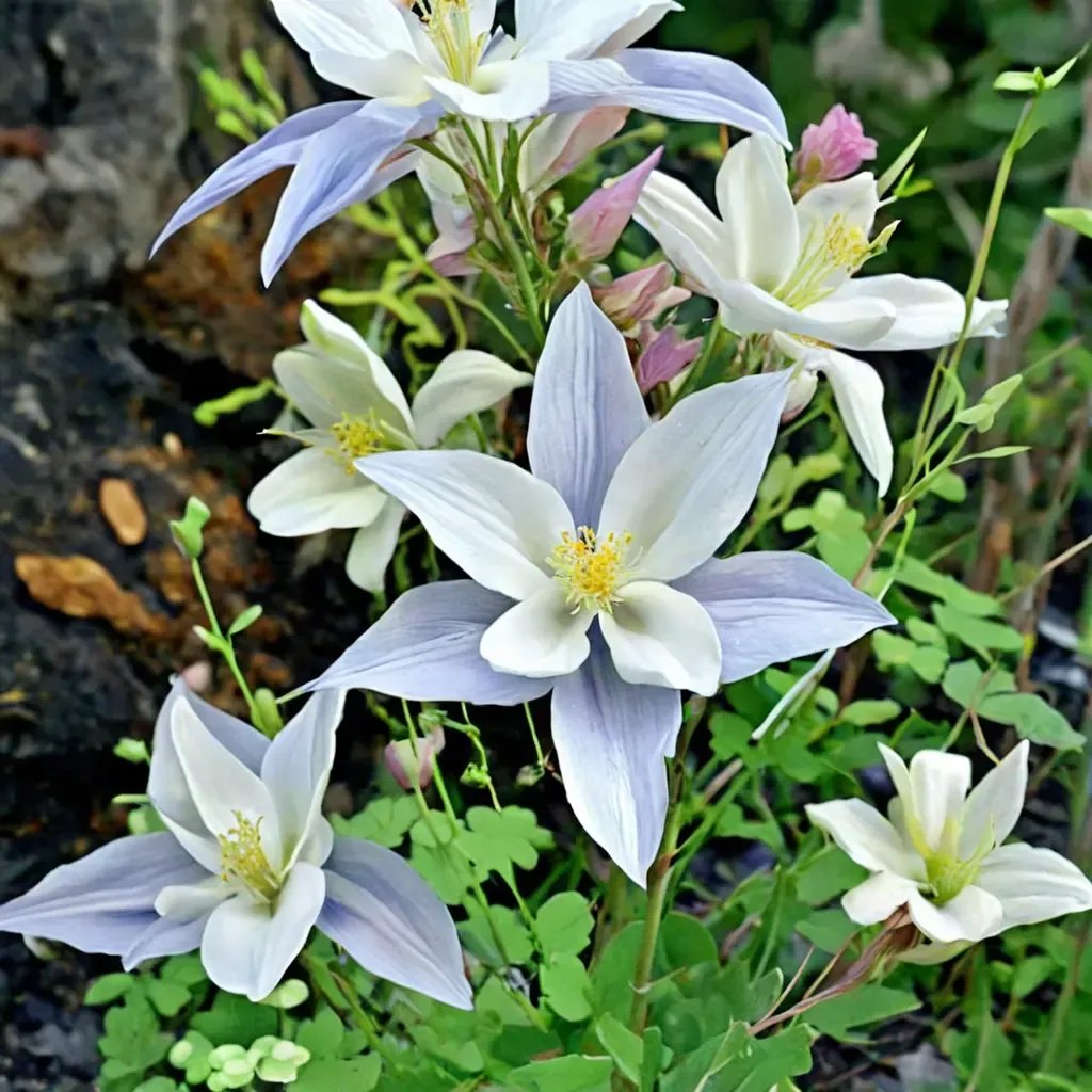 Aquilegia caerulea 'Krystal'