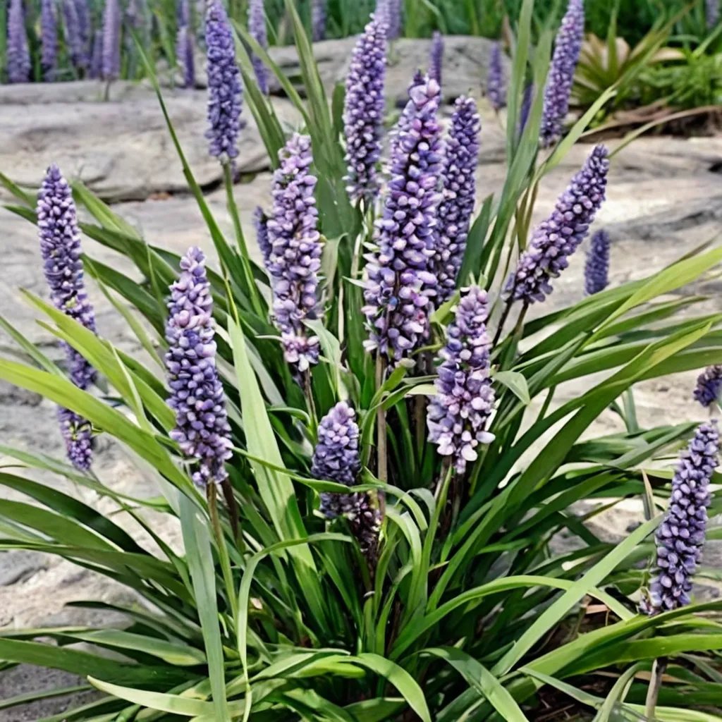 Liriope muscari 'Ingwersen'