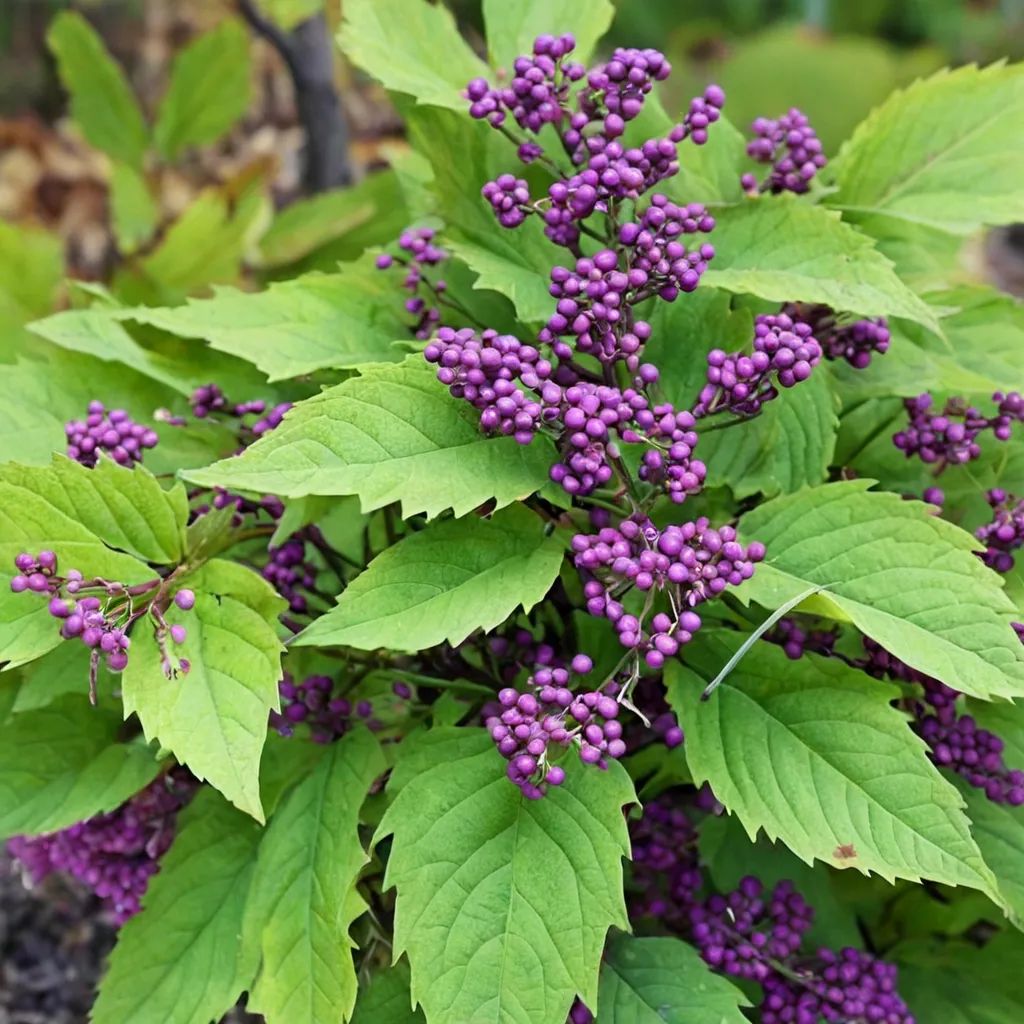 Callicarpa dichotoma