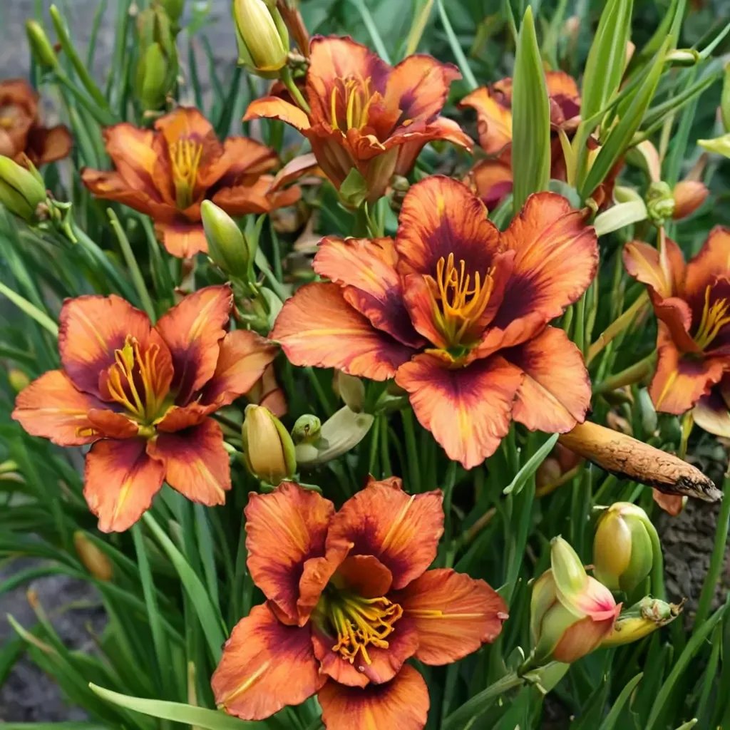 Hemerocallis x hybrida 'Mighty Chestnut'