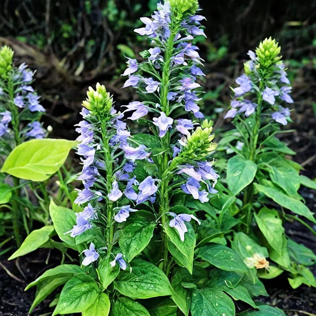 Lobelia siphilitica 'Lilac Candles'