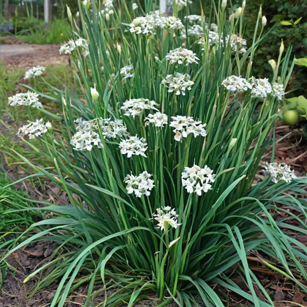 Allium tuberosum