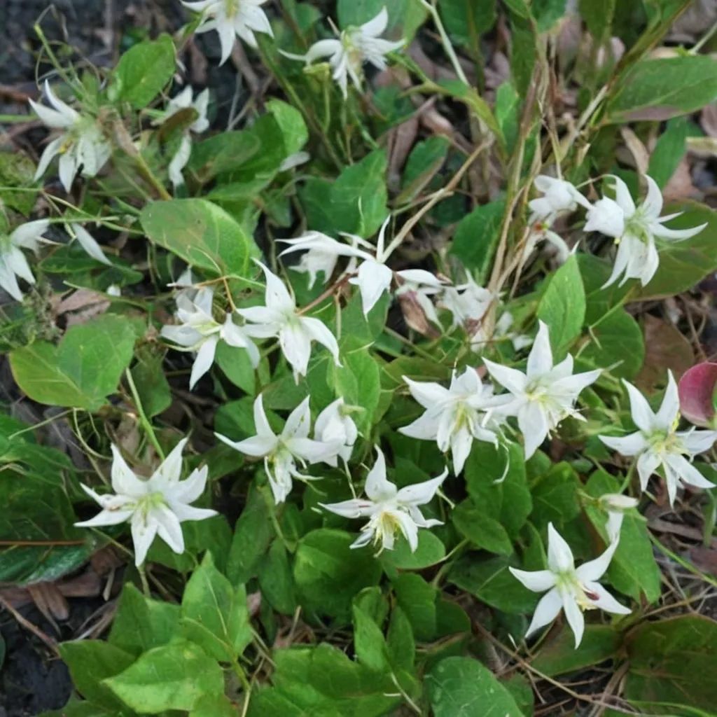 Epimedium x youngianum 'Milky Way'
