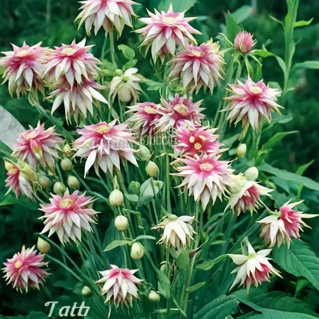 Aquilegia vulgaris 'Nora Barlow'