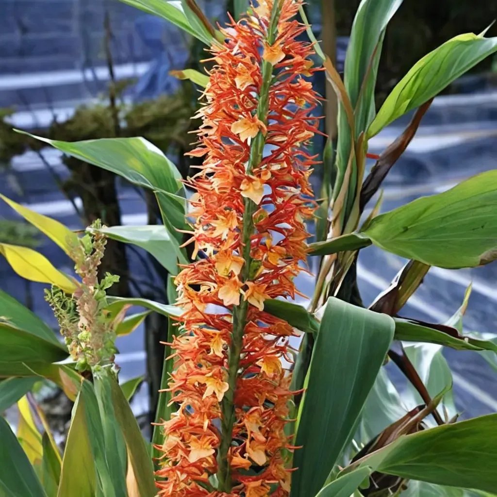 Hedychium raffillii