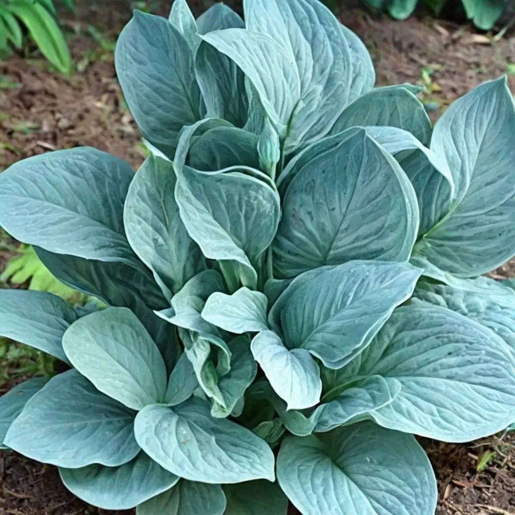 Hosta hyacinthina 'Dixie Cups'