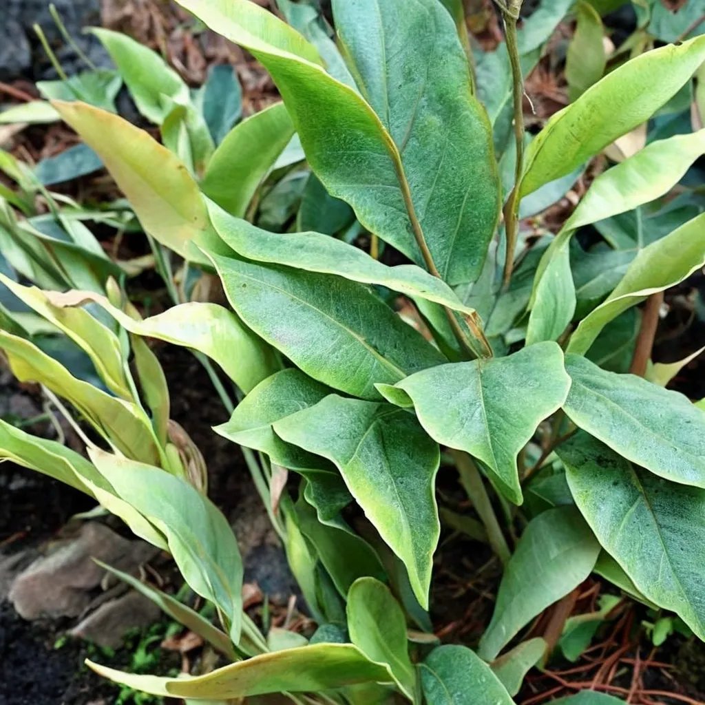 Pyrrosia lingua 'Thrombosis'