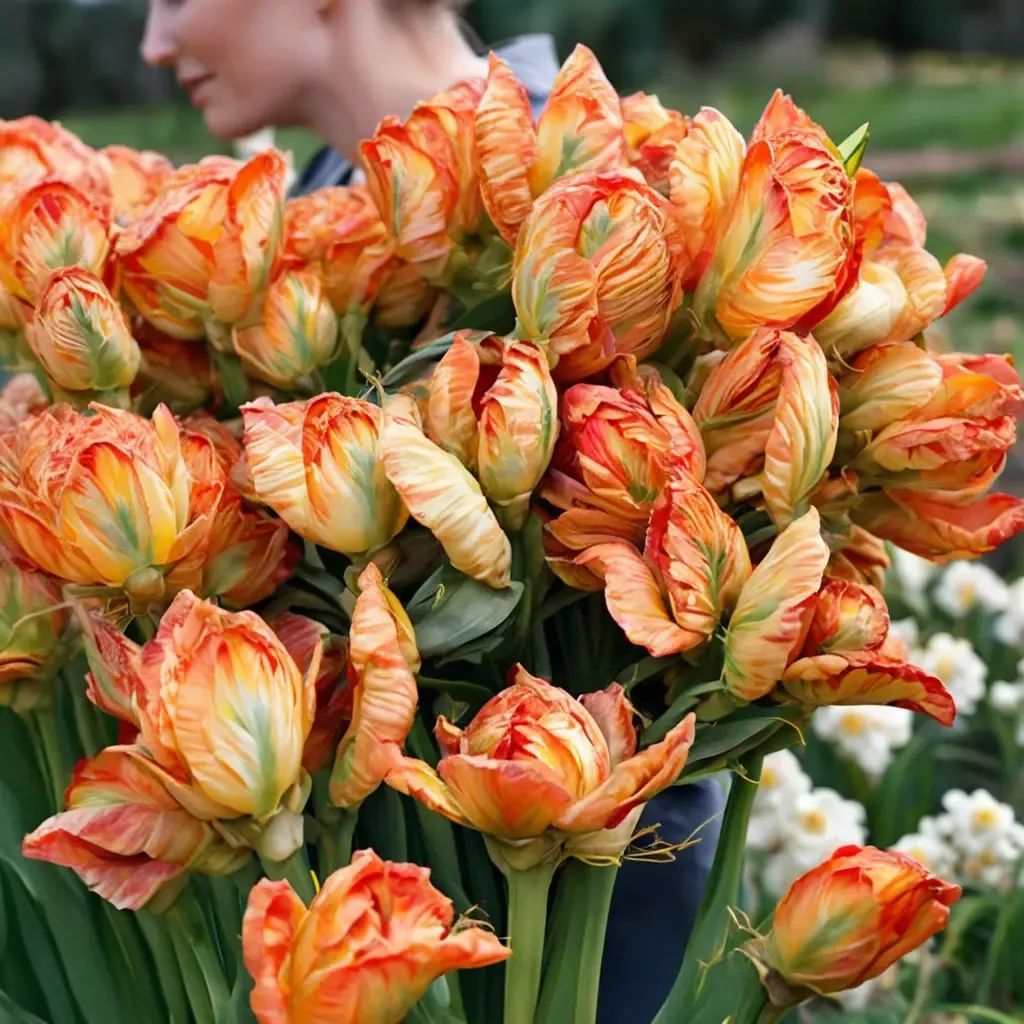 Tulipa tulipa 'Professor Rontgen'