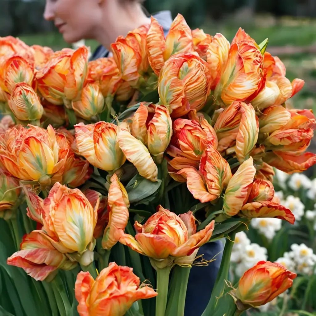 Tulipa tulipa 'Professor Rontgen'