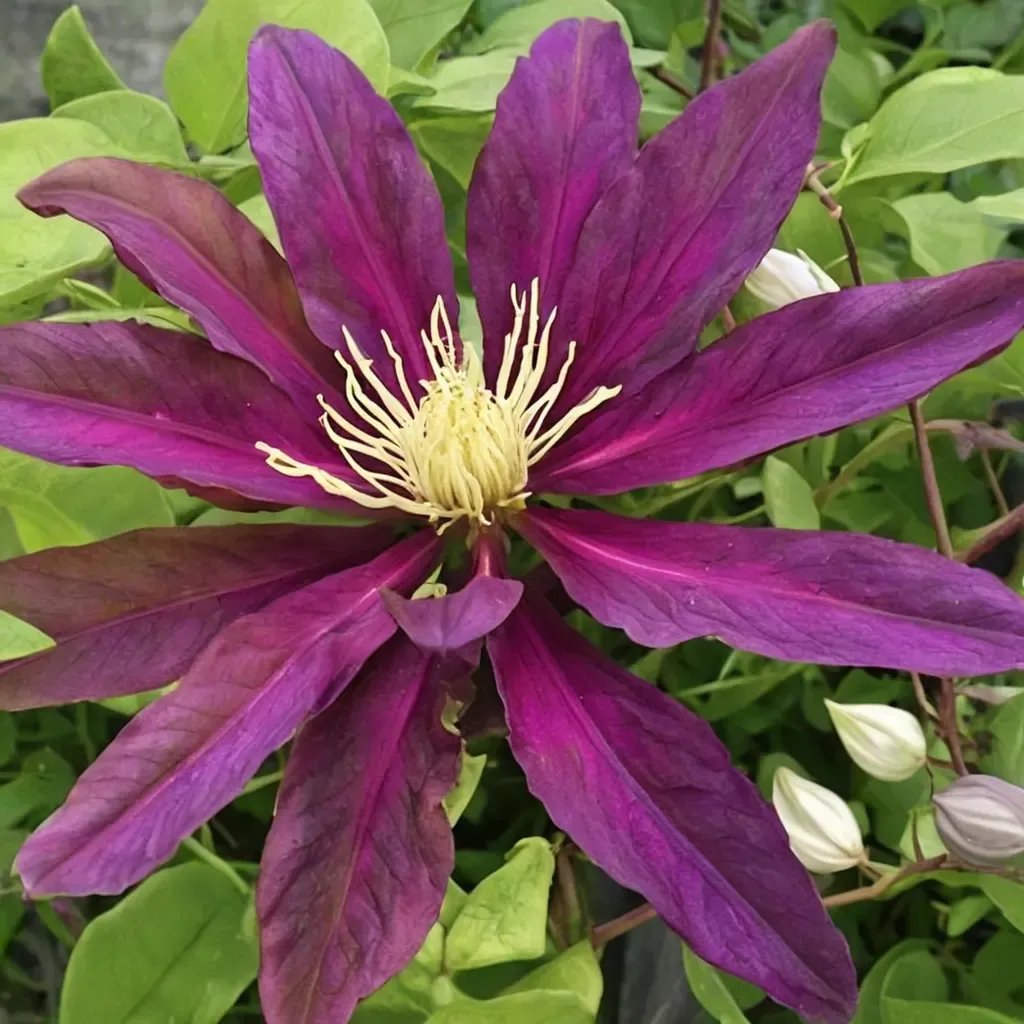 Clematis viticella 'Mrs Yuki'