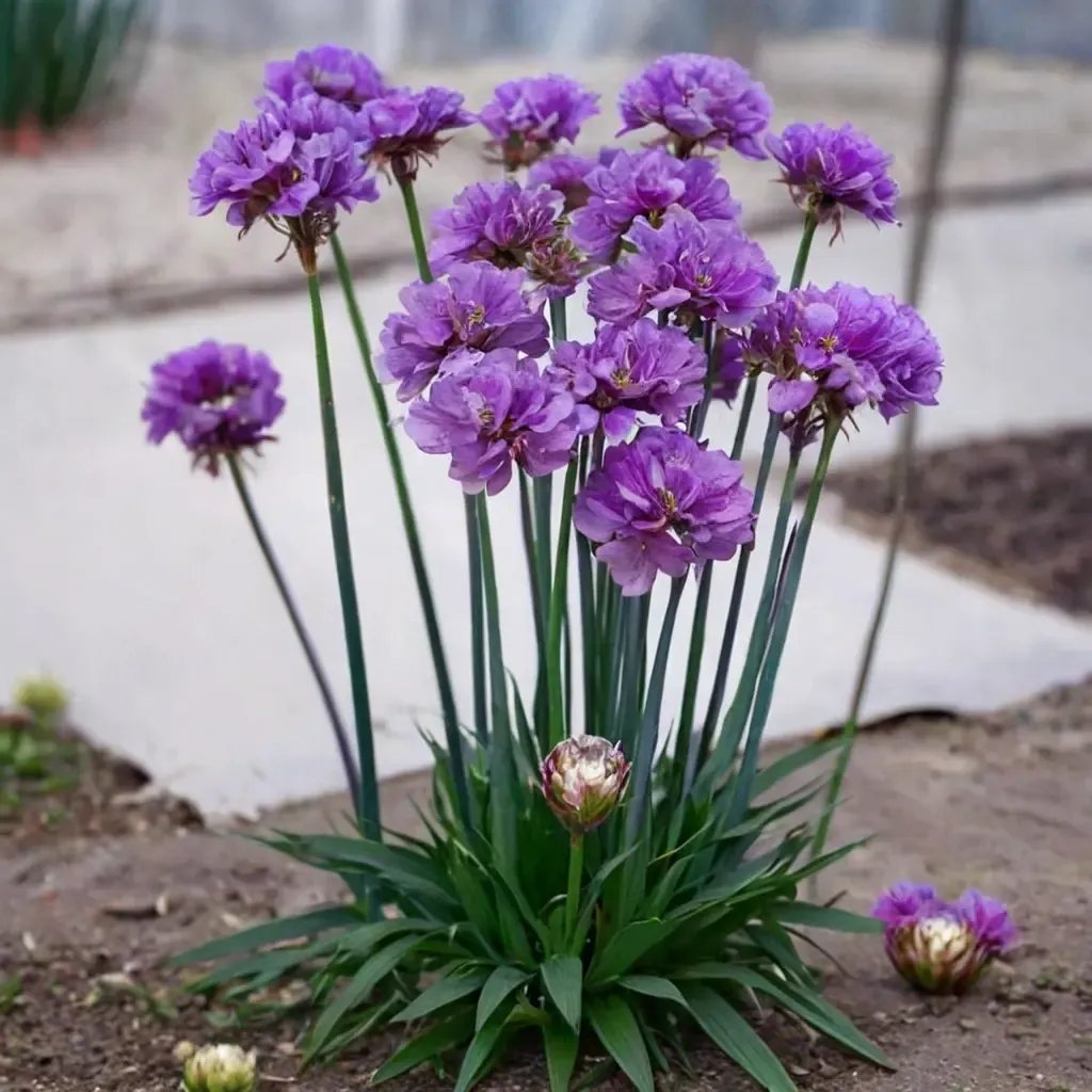 Armeria maritima 'Ballerina Lilac'
