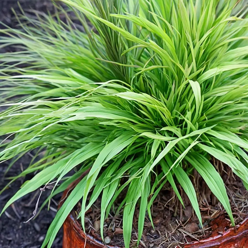 Hakonechloa macra 'Nicolas'