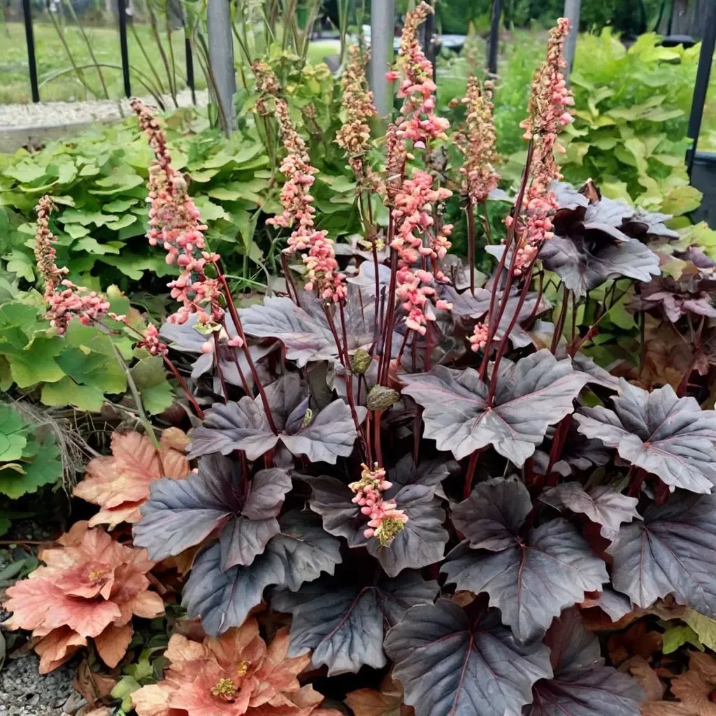 Heuchera x hybrida