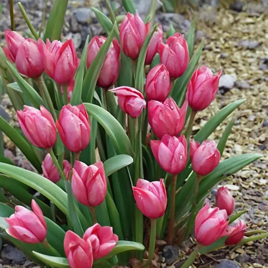 Tulipa pulchella