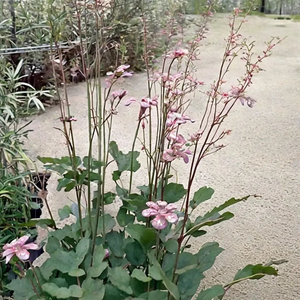 Heuchera sanguinea 'Rosada'