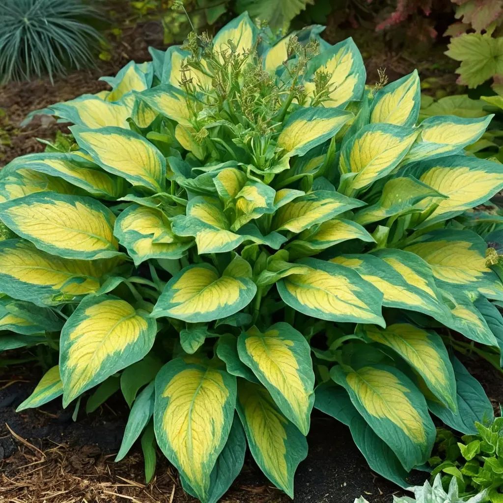 Hosta lanceolata 'Paul'