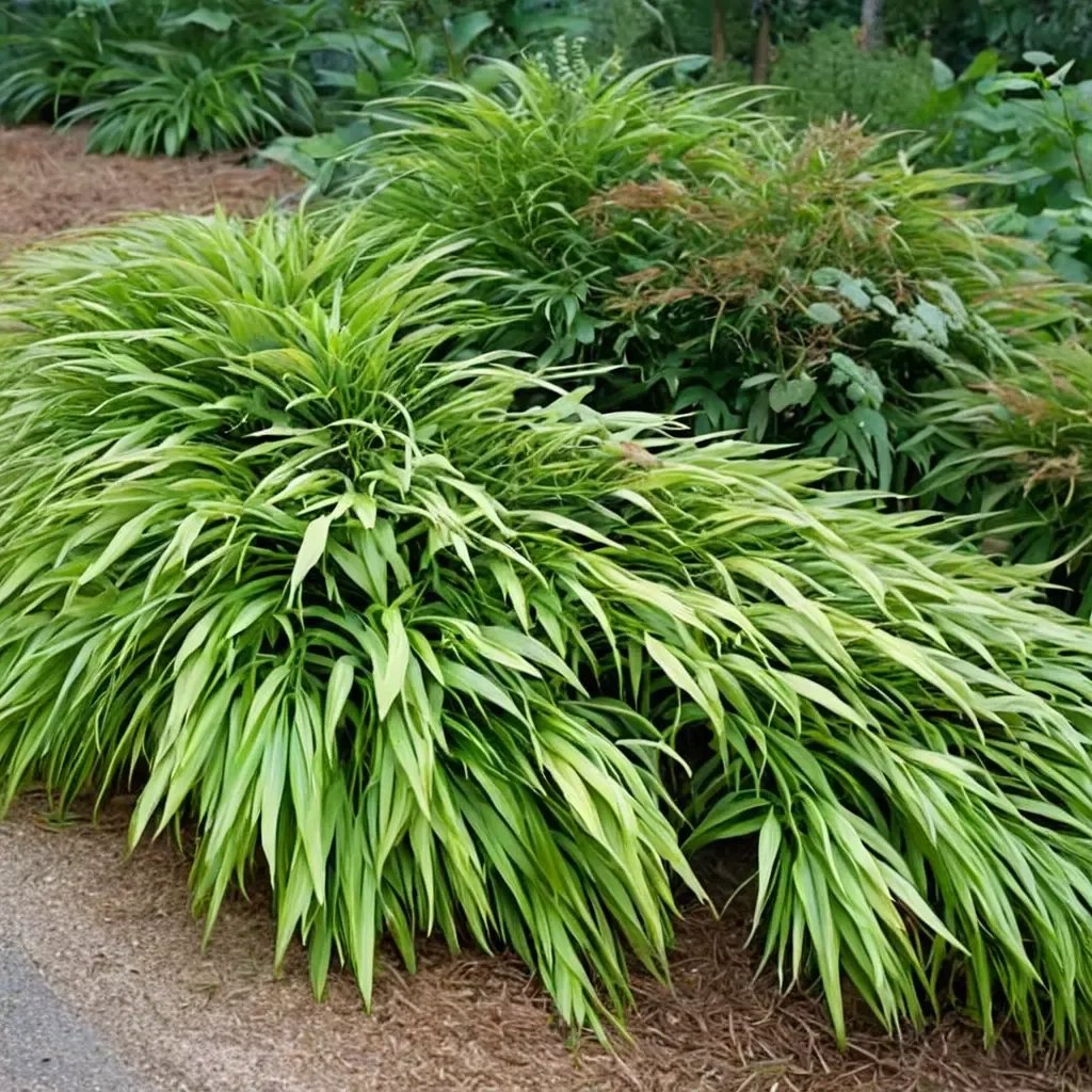 Hakonechloa macra
